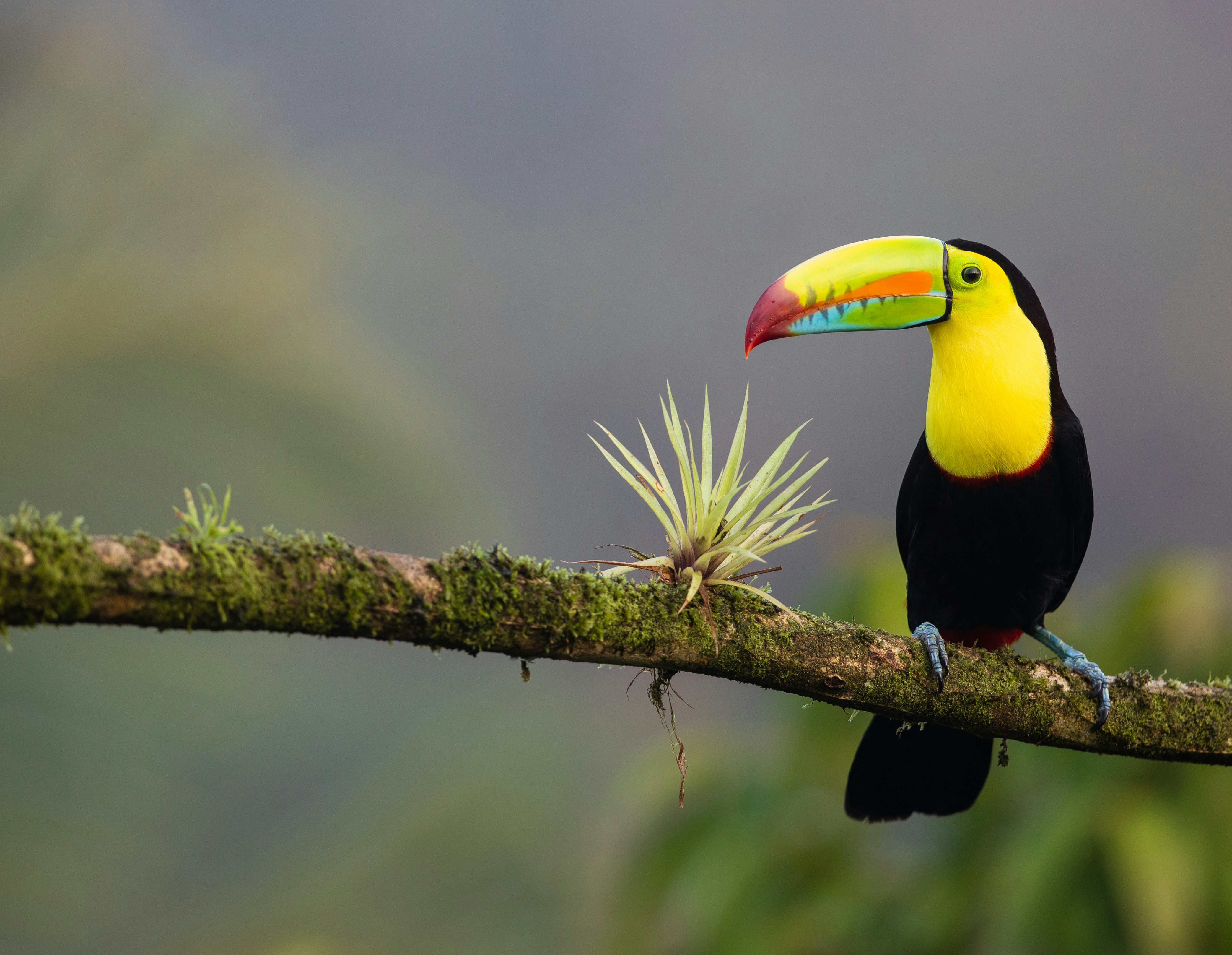 Paisaje de Costa Rica 1